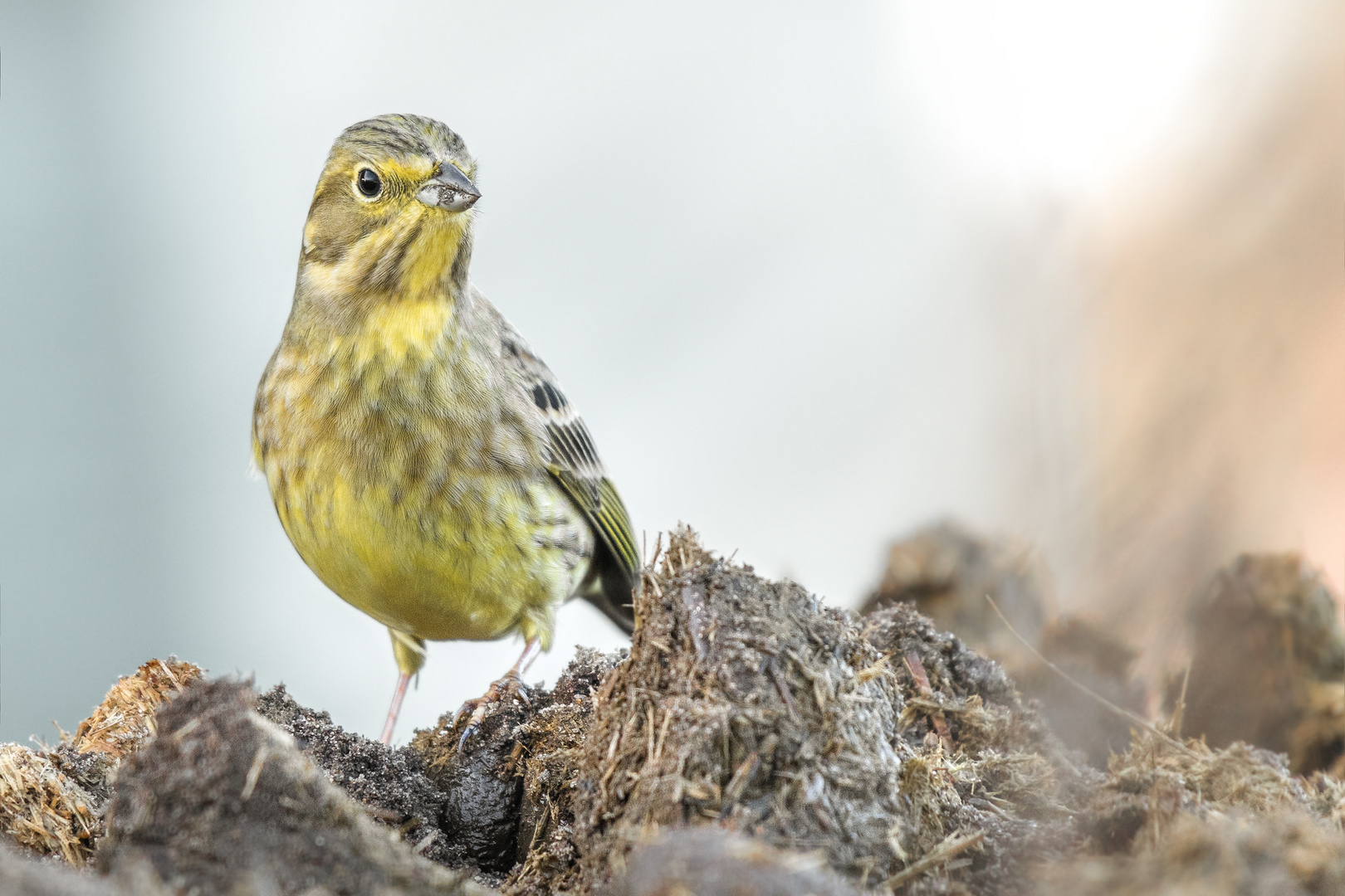 Goldammer (Emberiza citrinella)