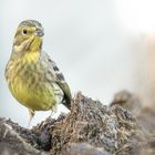 Goldammer (Emberiza citrinella)