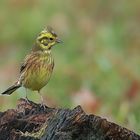 Goldammer (Emberiza citrinella) 