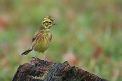 Goldammer (Emberiza citrinella) 