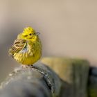 Goldammer (Emberiza citrinella)