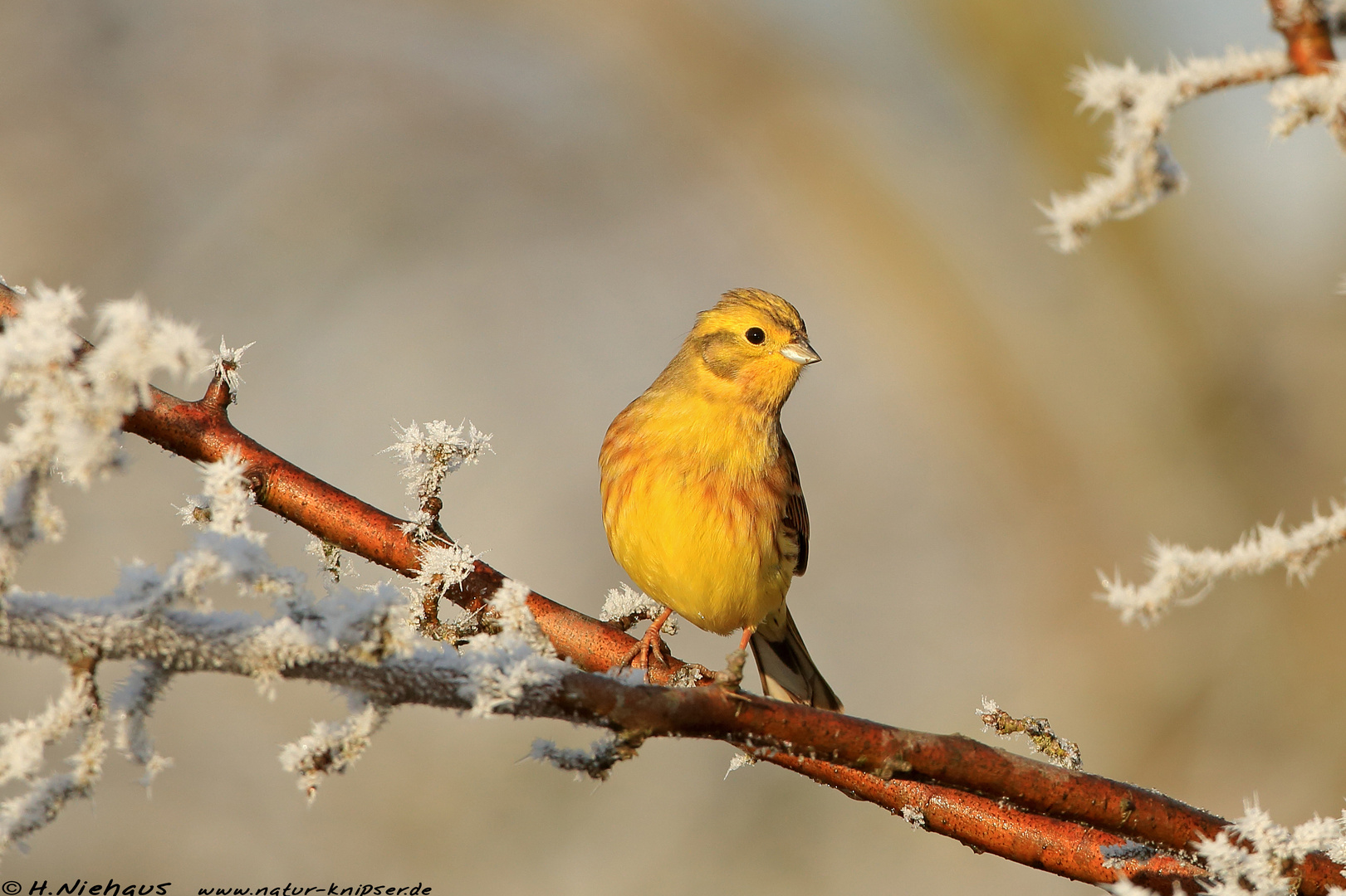 Goldammer (Emberiza citrinella)