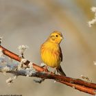 Goldammer (Emberiza citrinella)