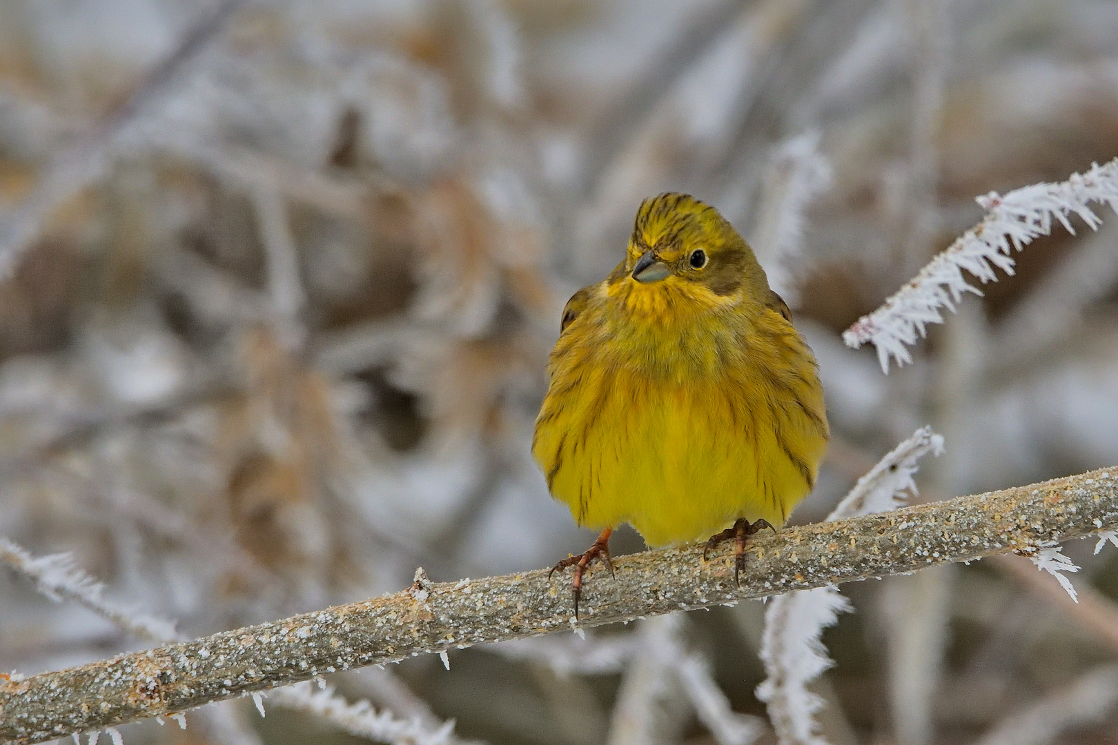 Goldammer  (Emberiza citrinella)