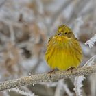 Goldammer  (Emberiza citrinella)