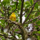 Goldammer (Emberiza citrinella)