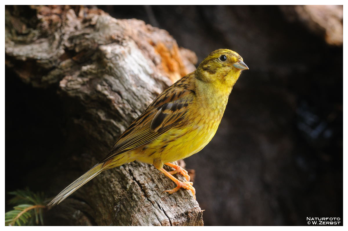 -- Goldammer -- ( Emberiza citrinella )