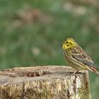 Goldammer (Emberiza citrinella) 