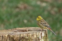 Goldammer (Emberiza citrinella) 