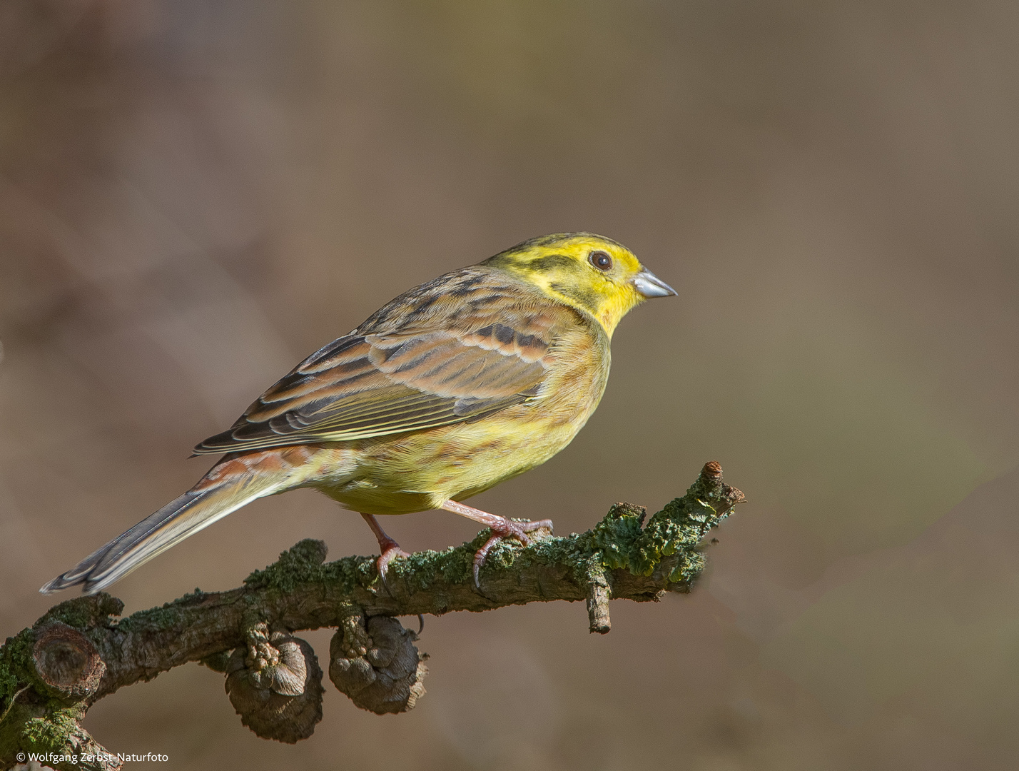 --- Goldammer ---  ( Emberiza citrinella )