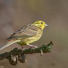 --- Goldammer ---  ( Emberiza citrinella )