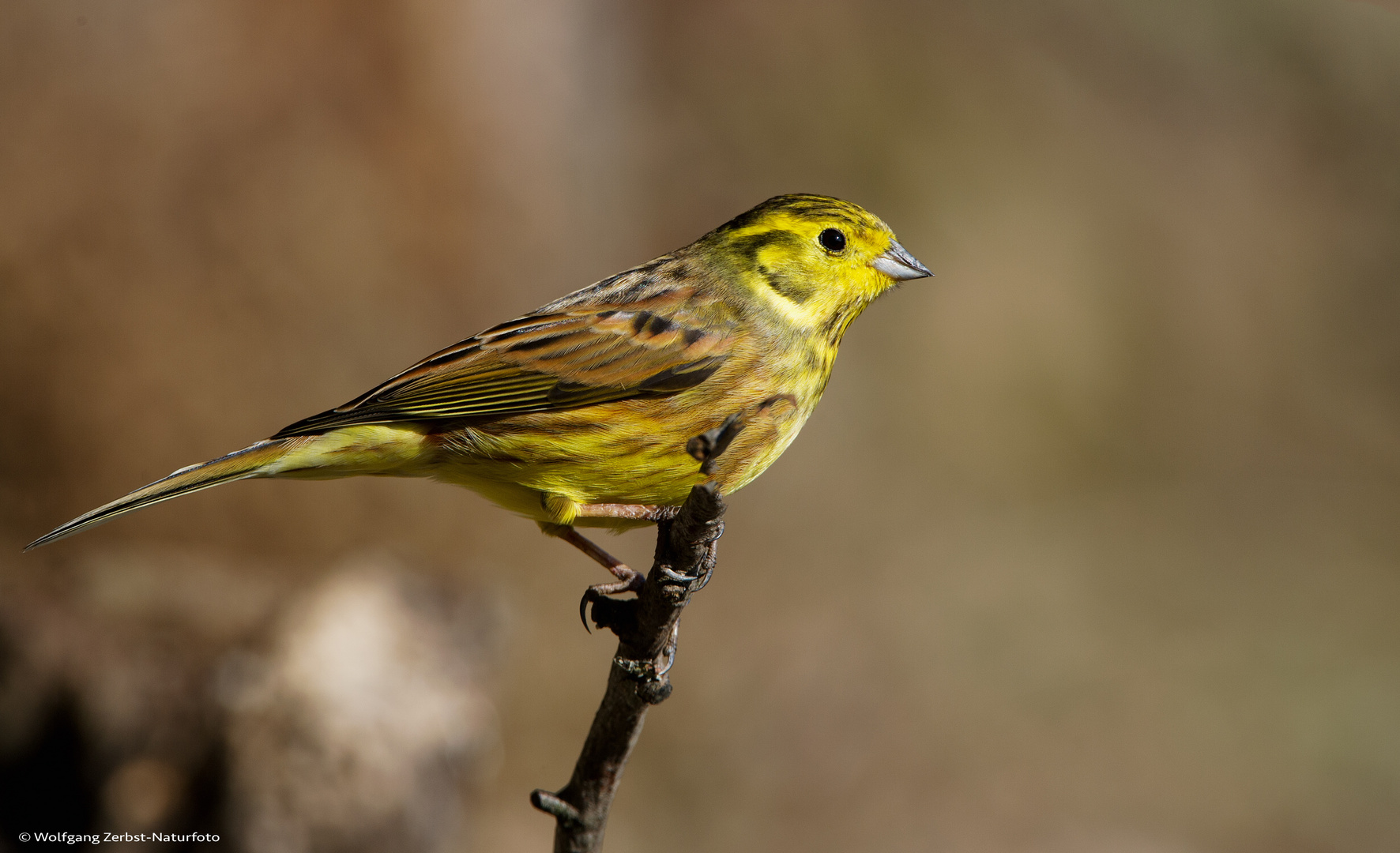 --- Goldammer ---  ( Emberiza citrinella )