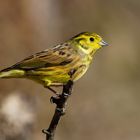 --- Goldammer ---  ( Emberiza citrinella )