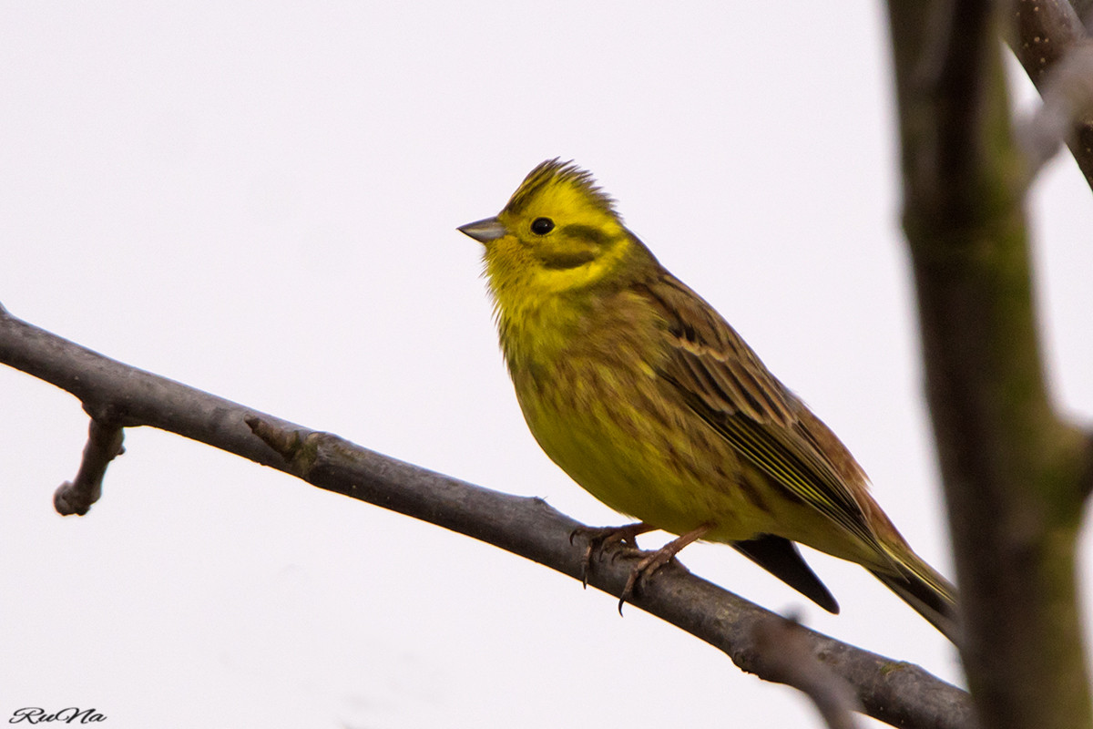 Goldammer- Emberiza citrinella