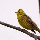 Goldammer- Emberiza citrinella