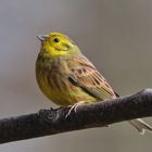 --- Goldammer --- ( Emberiza citrinella )