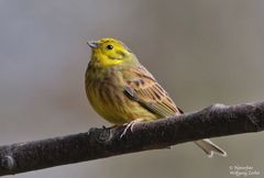 --- Goldammer --- ( Emberiza citrinella )