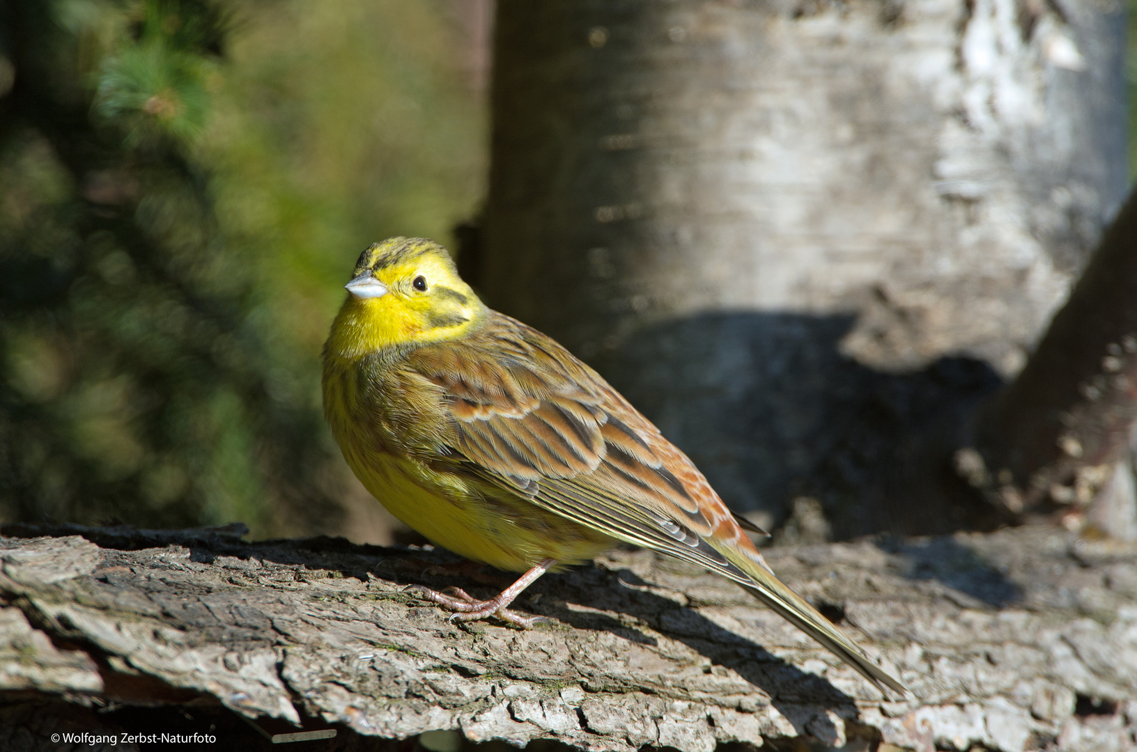 --- Goldammer.---      ( Emberiza citrinella )