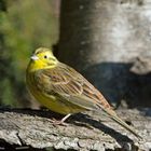 --- Goldammer.---      ( Emberiza citrinella )