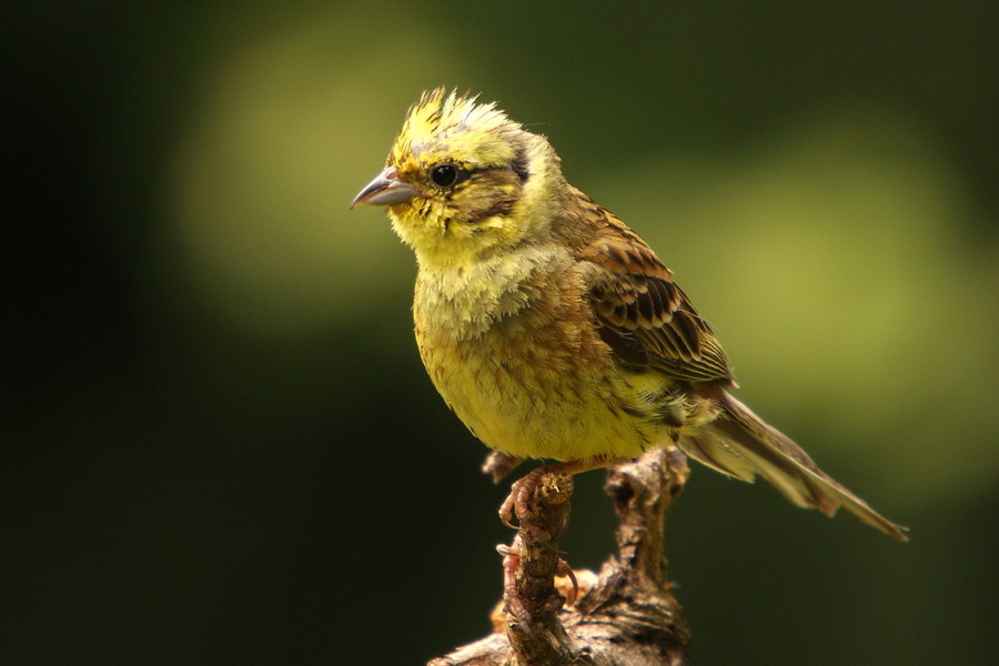 Goldammer ( Emberiza citrinella )