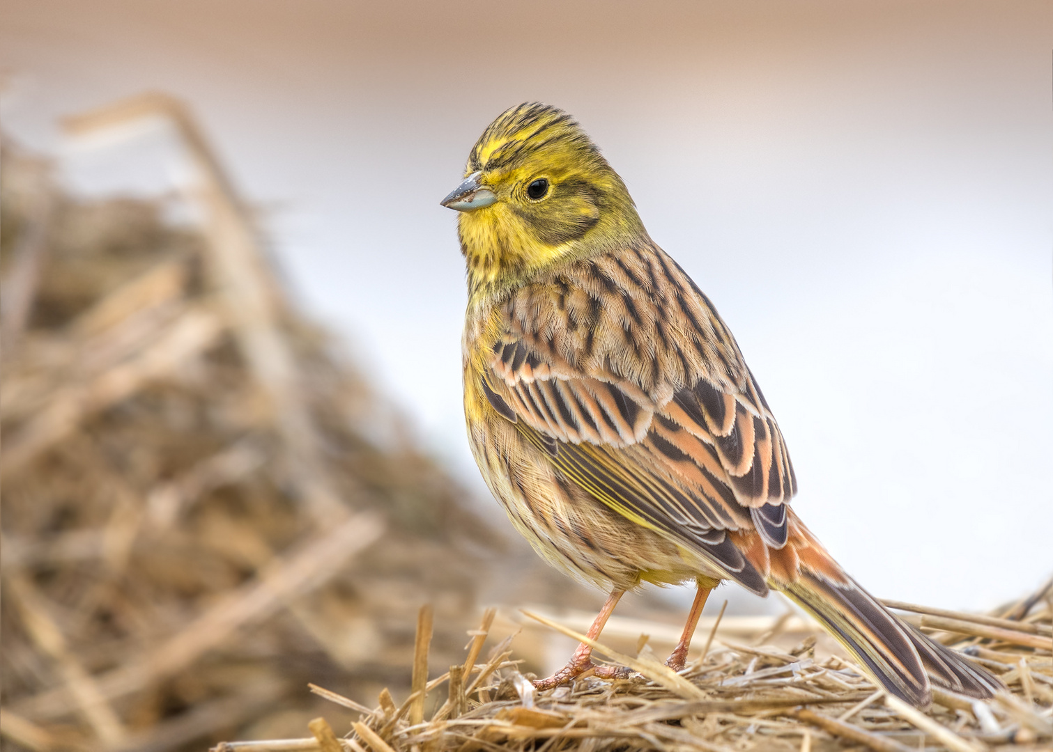 Goldammer (Emberiza citrinella)