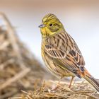 Goldammer (Emberiza citrinella)