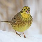 Goldammer (Emberiza citrinella)