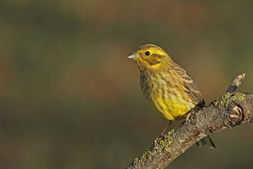 Goldammer (Emberiza citrinella)