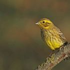 Goldammer (Emberiza citrinella)