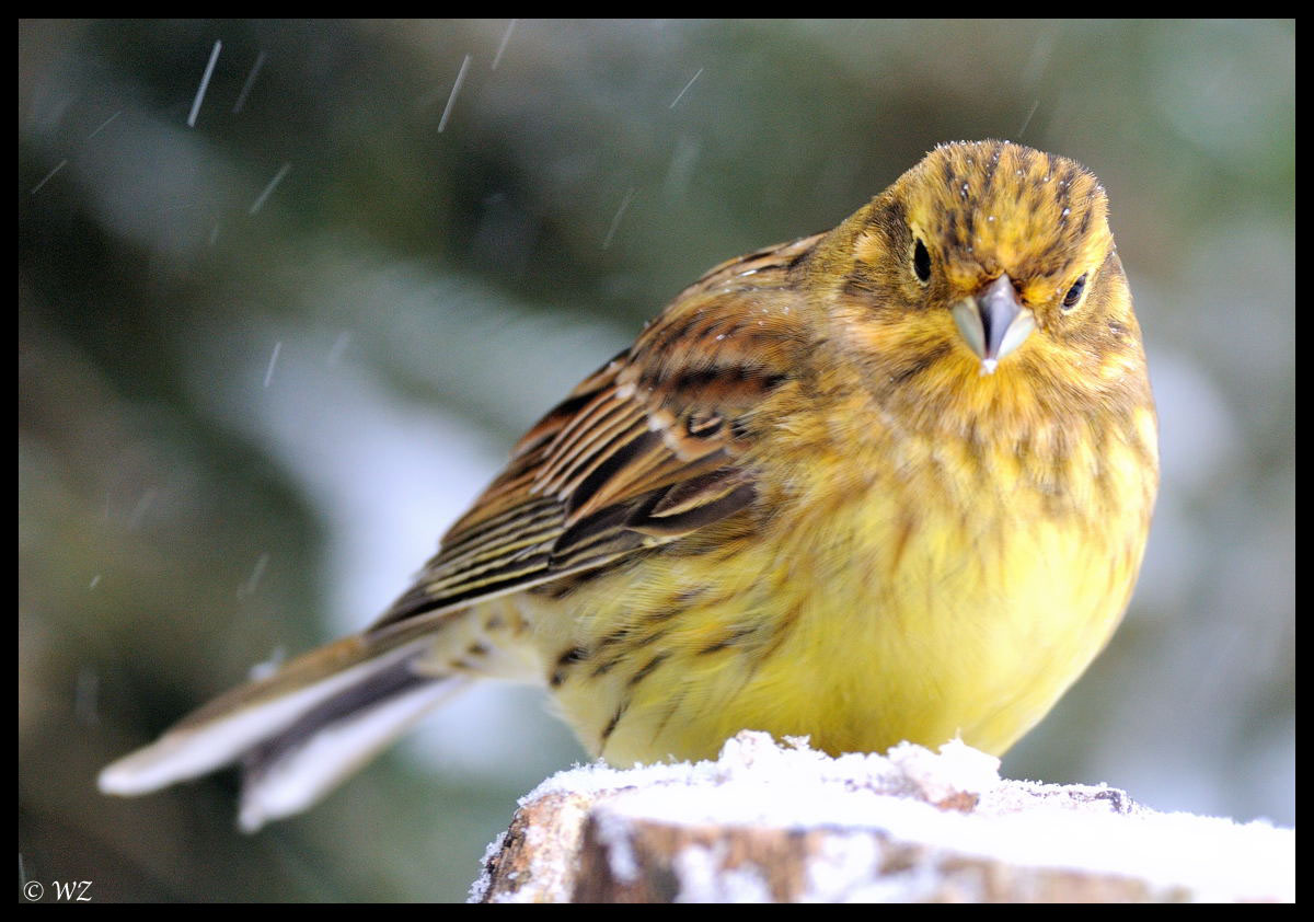 - Goldammer - ( Emberiza citrinella )