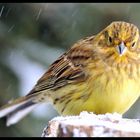 - Goldammer - ( Emberiza citrinella )