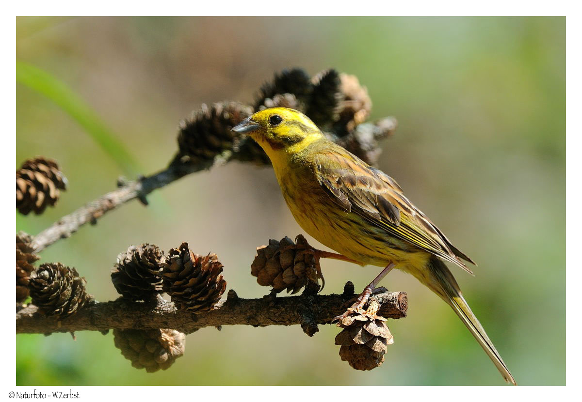 ---- Goldammer ---- ( Emberiza citrinella )