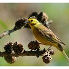 ---- Goldammer ---- ( Emberiza citrinella )