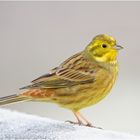 Goldammer (Emberiza citrinella)