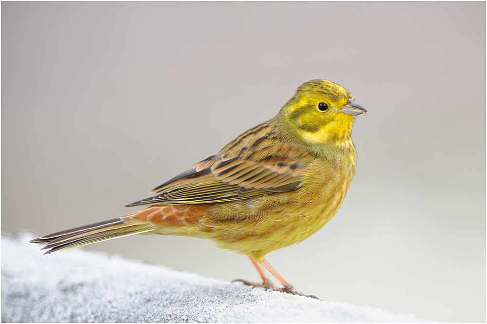 Goldammer (Emberiza citrinella)