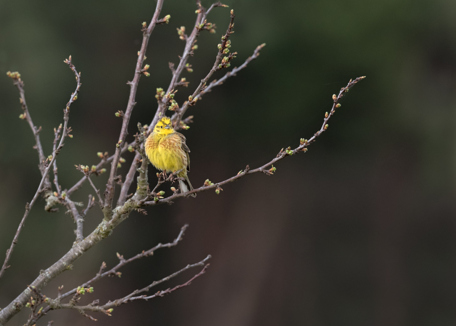 Goldammer (Emberiza citrinella)