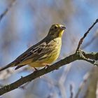 Goldammer (Emberiza citrinella)