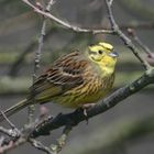 Goldammer (Emberiza citrinella)