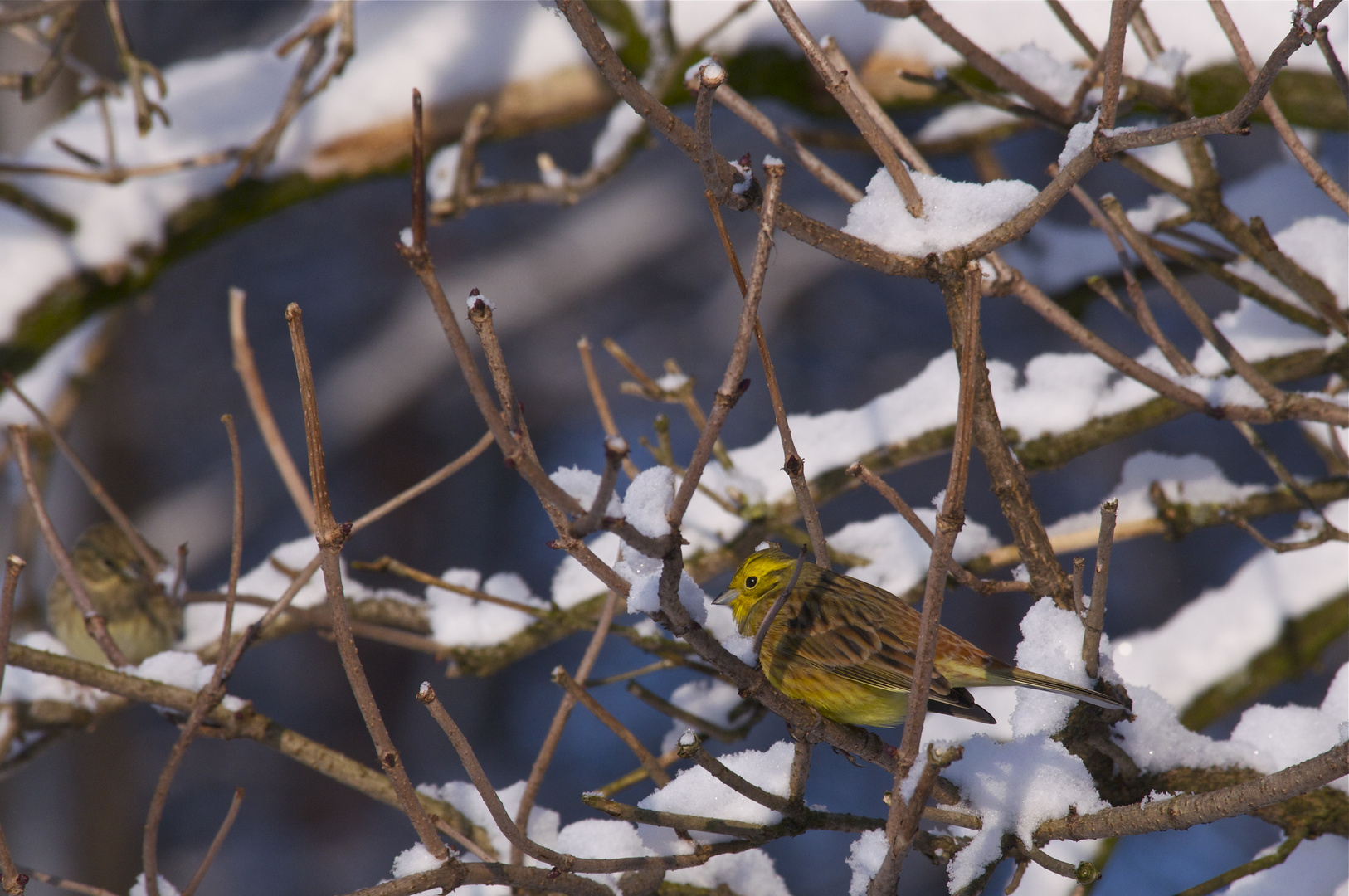 Goldammer (Emberiza citrinella)