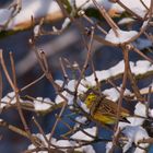 Goldammer (Emberiza citrinella)