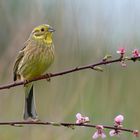 Goldammer | Emberiza citrinella