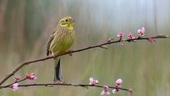 Goldammer | Emberiza citrinella