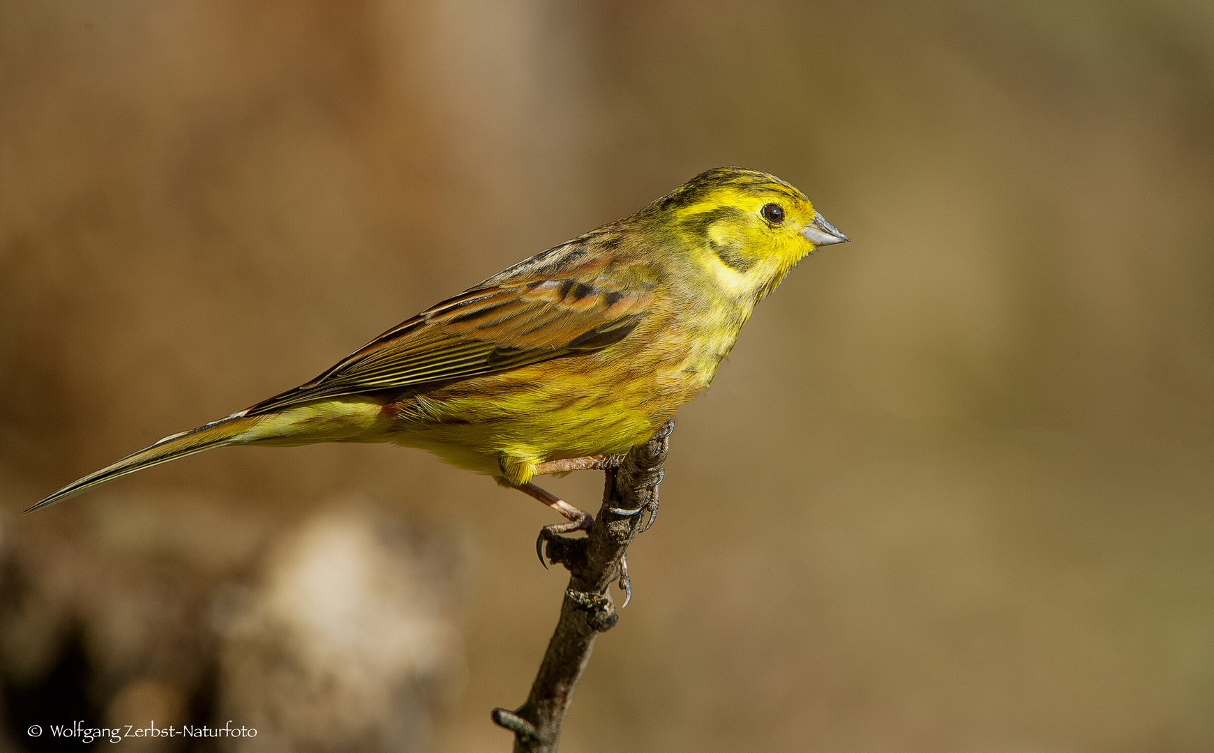  -GOLDAMMER - ( Emberiza citrinella )