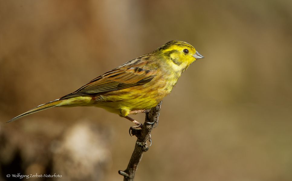 -GOLDAMMER - ( Emberiza citrinella )