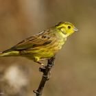  -GOLDAMMER - ( Emberiza citrinella )