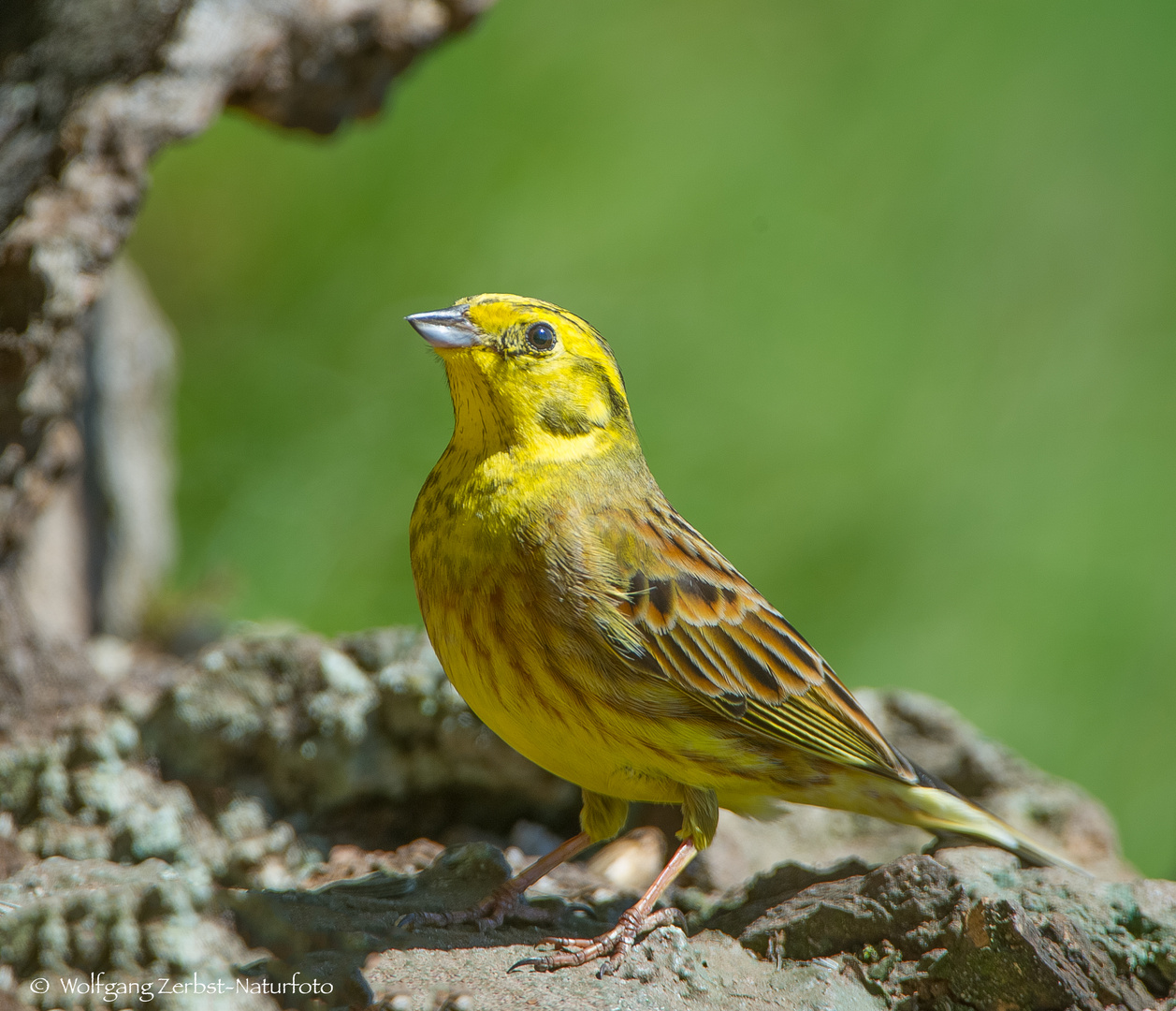   - GOLDAMMER - ( Emberiza citrinella )