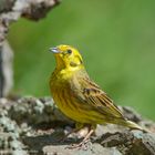   - GOLDAMMER - ( Emberiza citrinella )