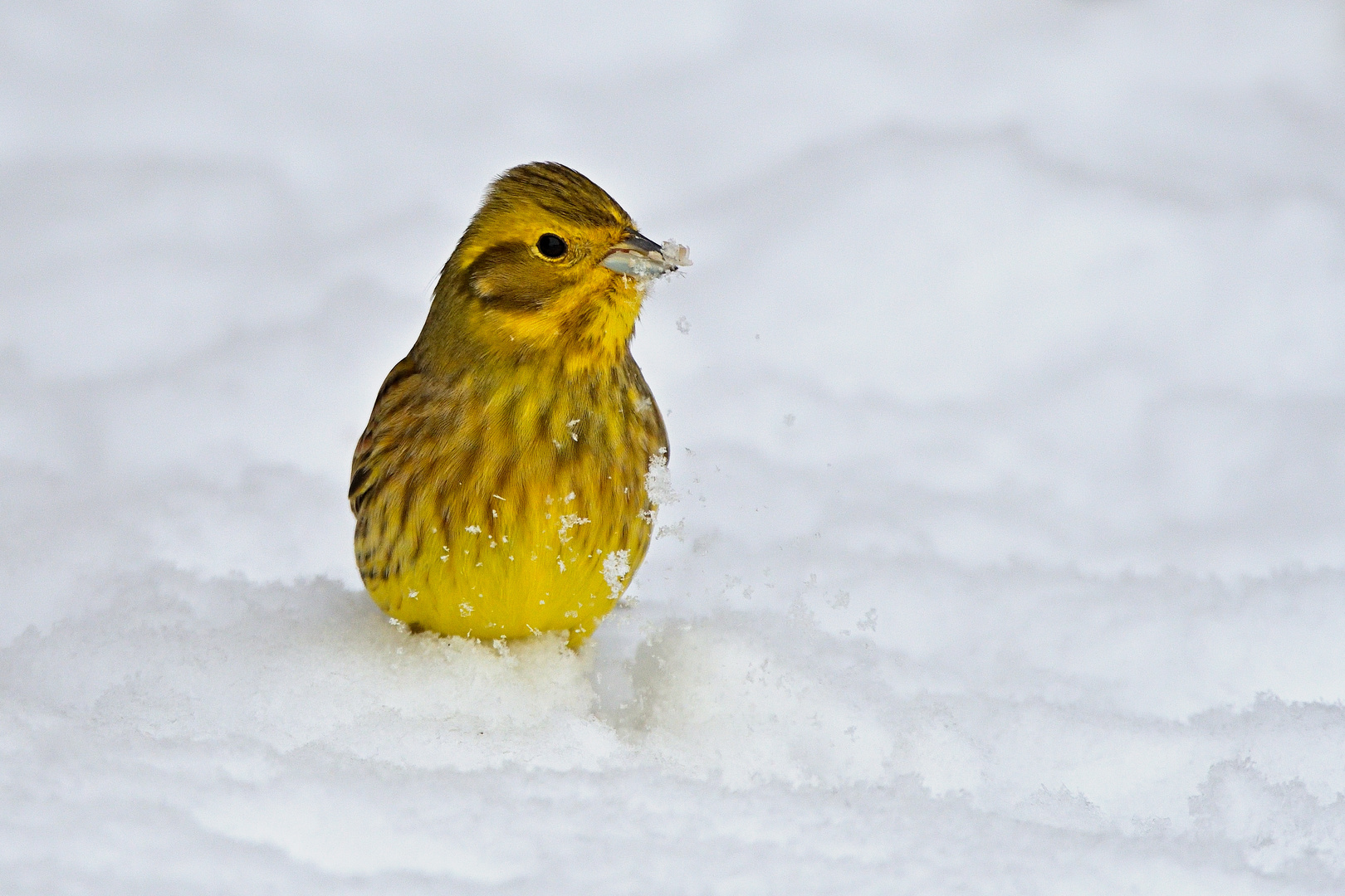 Goldammer (Emberiza citrinella) aus dem Archiv