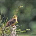 goldammer (emberiza citrinella)....