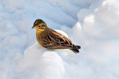 Goldammer (Emberiza citrinella) 